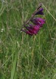 Gladiolus tenuis