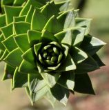 Araucaria araucana