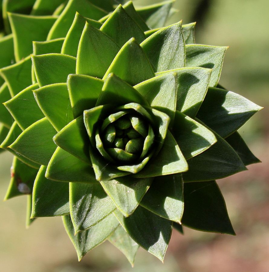 Изображение особи Araucaria araucana.