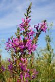 Lythrum virgatum