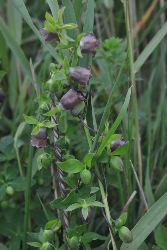 Изображение особи Codonopsis ussuriensis.