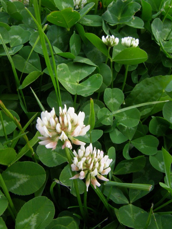 Изображение особи Trifolium repens.