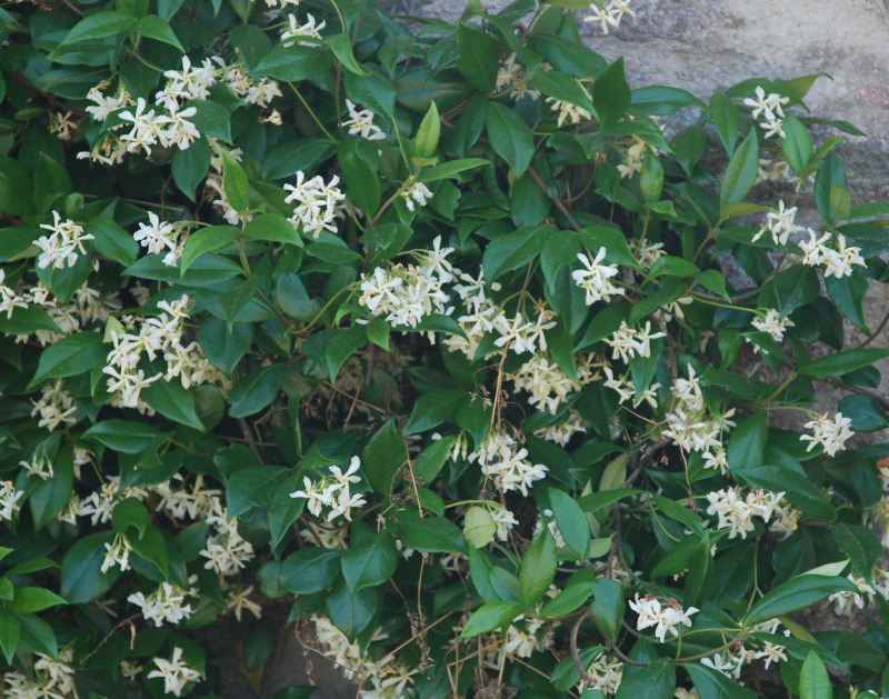 Image of Trachelospermum jasminoides specimen.