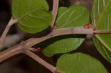 Ficus sycomorus. Часть побега. Израиль, Шарон, г. Тель-Авив, ботанический сад университета. 20.12.2012.