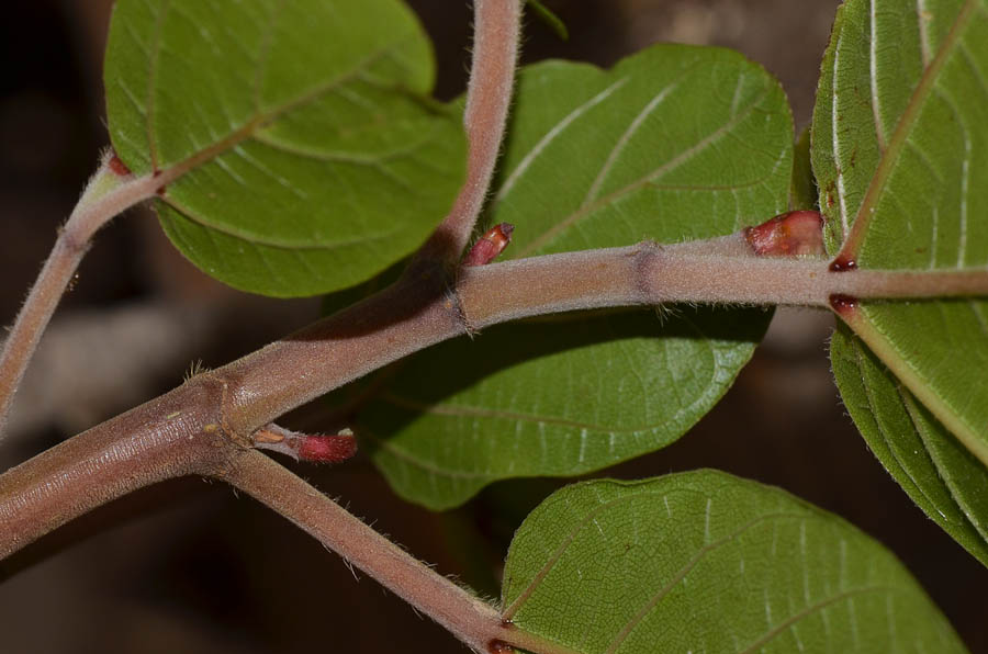 Изображение особи Ficus sycomorus.