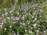 Geranium collinum. Цветущие растения. Украина, Донецкая обл., Великоновосёлковский р-н, западнее с. Константинополь, возле трассы, на лугу. 30.07.2009.