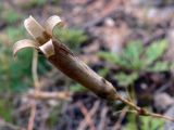 Dianthus acicularis. Верхушка плодоносящего растения. Свердловская обл., окр. г. Североуральск, известняковая скала, южная сторона. 30.06.2007.