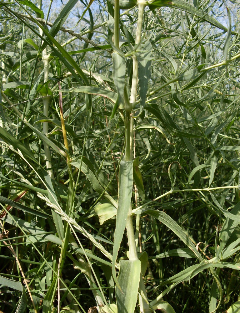 Image of Gypsophila paniculata specimen.