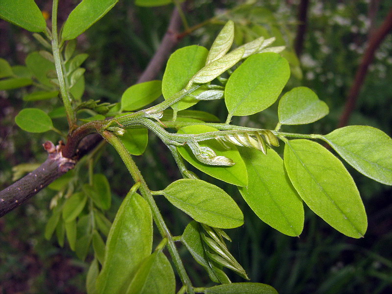 Image of Robinia neomexicana specimen.