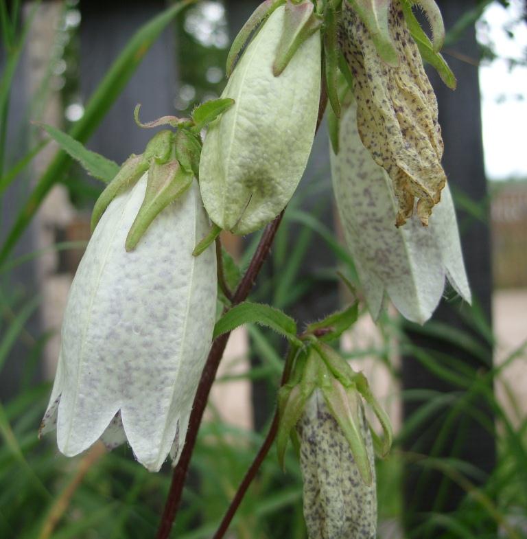 Изображение особи Campanula punctata.