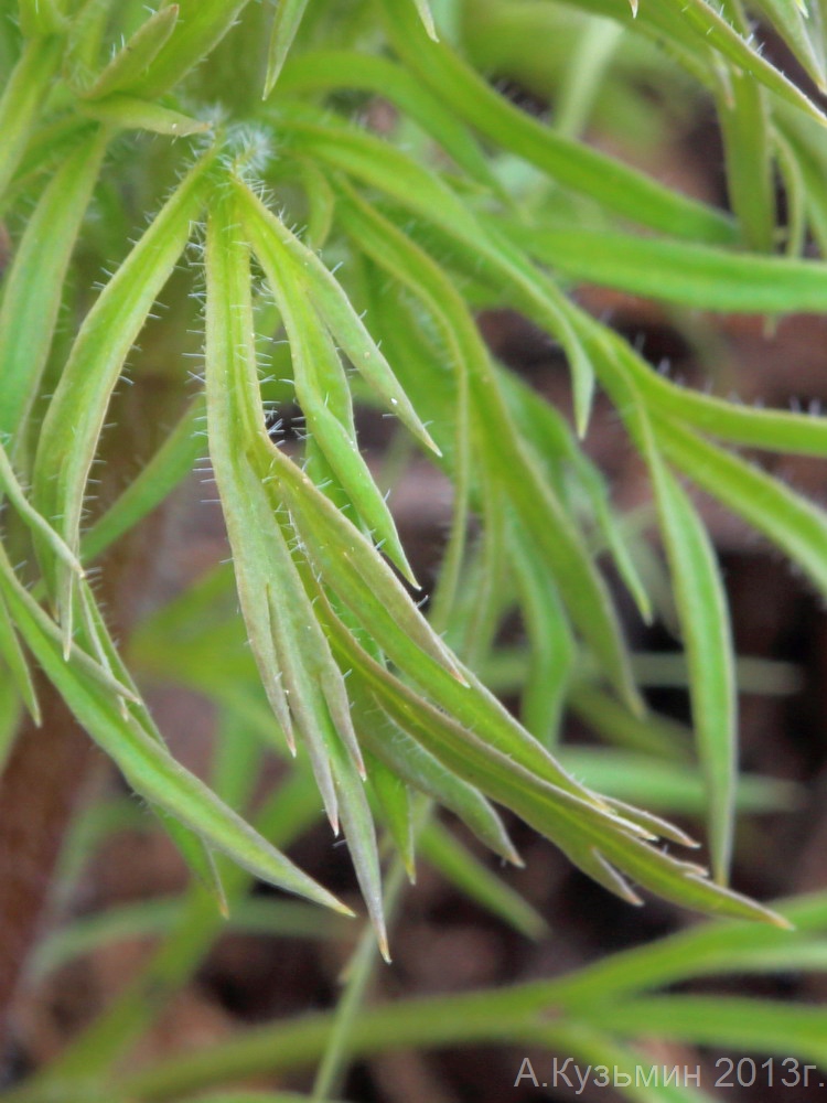 Image of Adonis volgensis specimen.