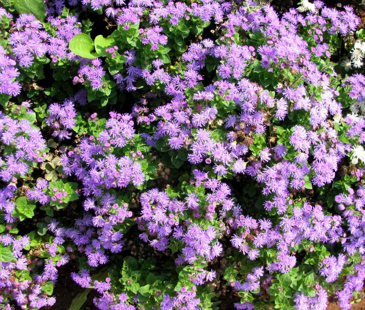 Изображение особи Ageratum houstonianum.