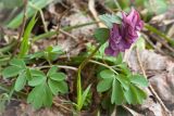 Corydalis solida. Цветущее растение. Ленинградская обл., Кургальский заказник, сырой обрывистый берег Финского залива, смешанный лес. 28.04.2013.