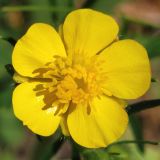 genus Ranunculus. Цветок. Ростовская обл., Неклиновский р-н, Большенеклиновское с/п, дол. р. Сарматская. 11.05.2013.