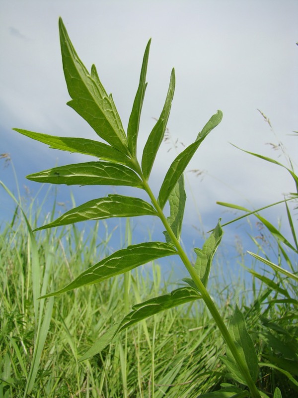 Image of Valeriana wolgensis specimen.