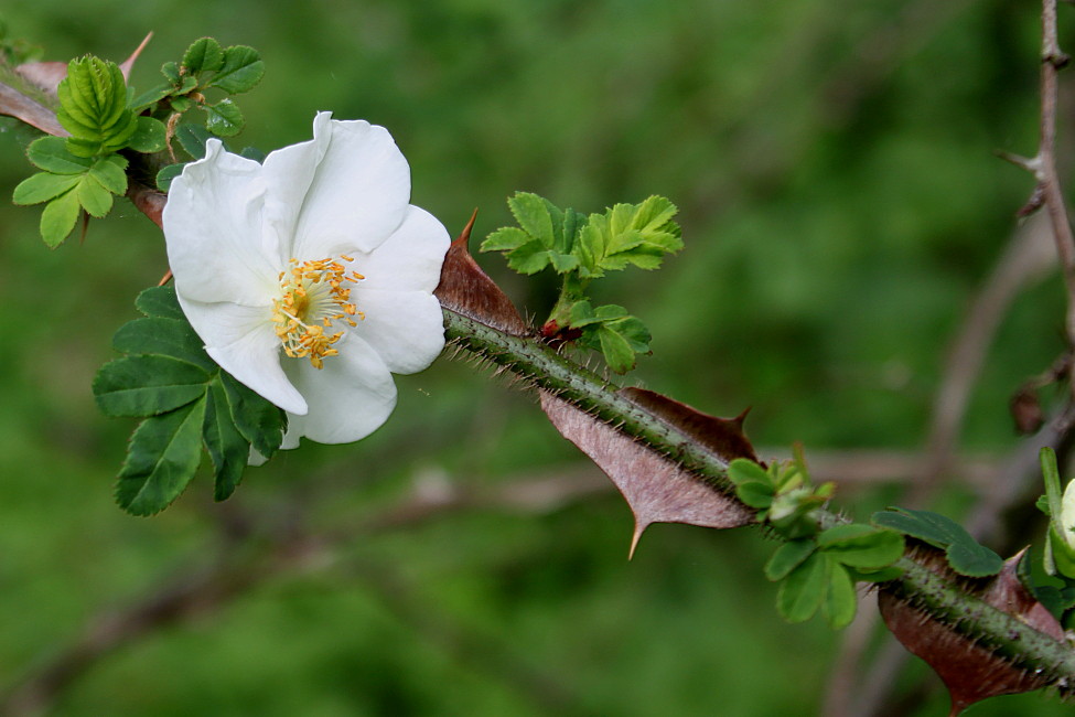 Изображение особи Rosa omeiensis f. pteracantha.