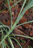 Tragopogon undulatus