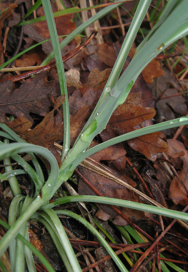 Изображение особи Tragopogon undulatus.