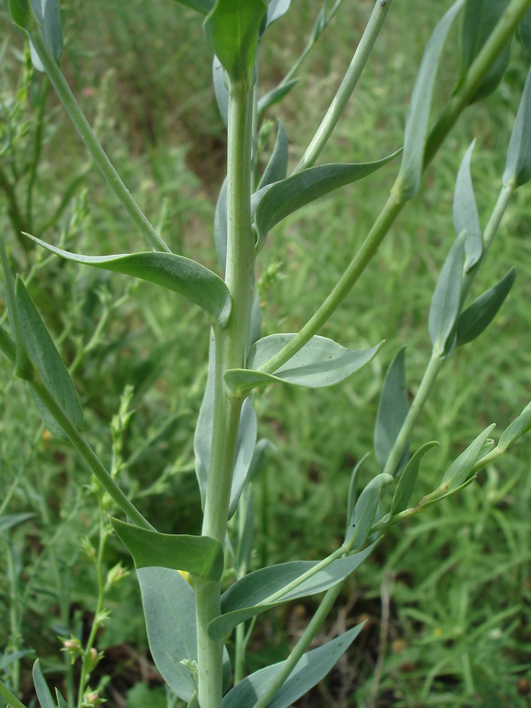 Image of Linaria genistifolia specimen.