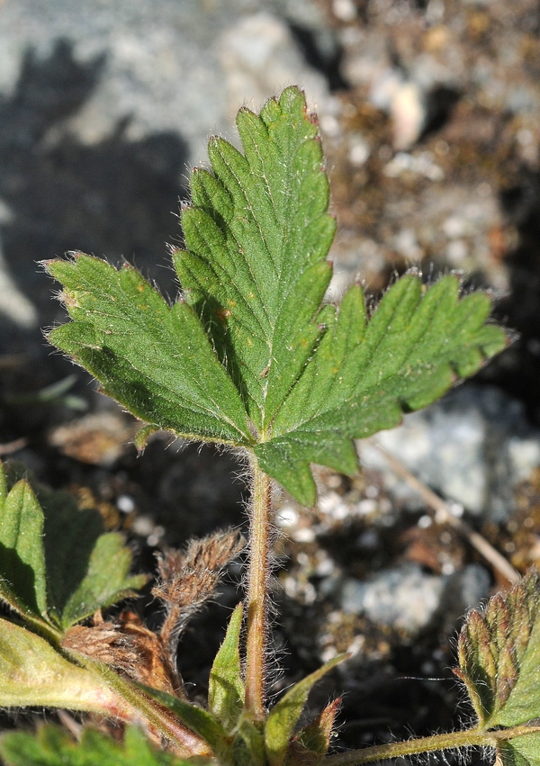 Image of Potentilla evestita specimen.