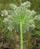 Daucus carota