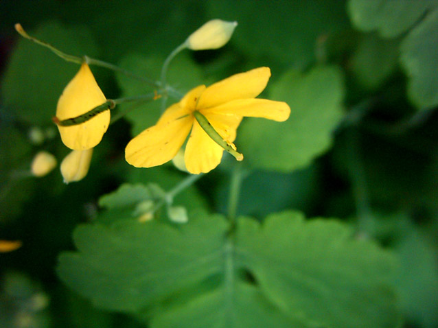 Image of Chelidonium majus specimen.