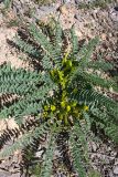 Astragalus macronyx