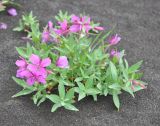 Chamaenerion latifolium. Цветущее растение. Камчатский край, Ключевская группа вулканов, верховья р. Студеная. 23.07.2013.