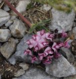 Anthyllis subspecies pulchella