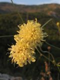 Cephalaria coriacea