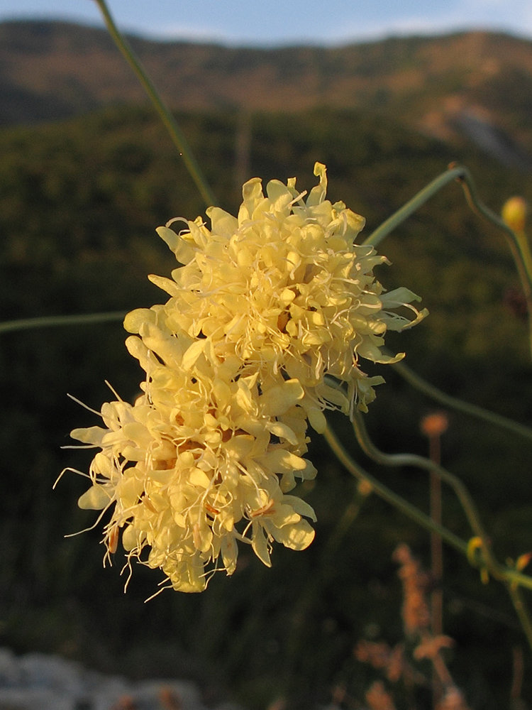 Изображение особи Cephalaria coriacea.