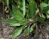 Oenothera macrocarpa