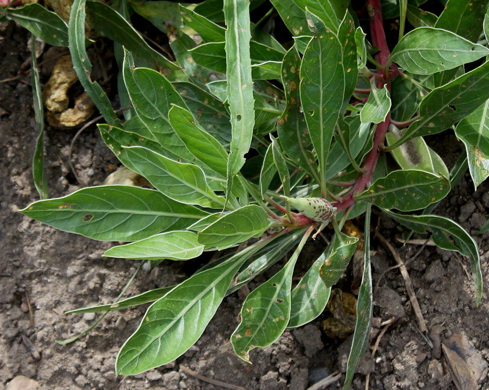 Image of Oenothera macrocarpa specimen.