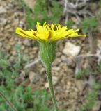 Leontodon biscutellifolius