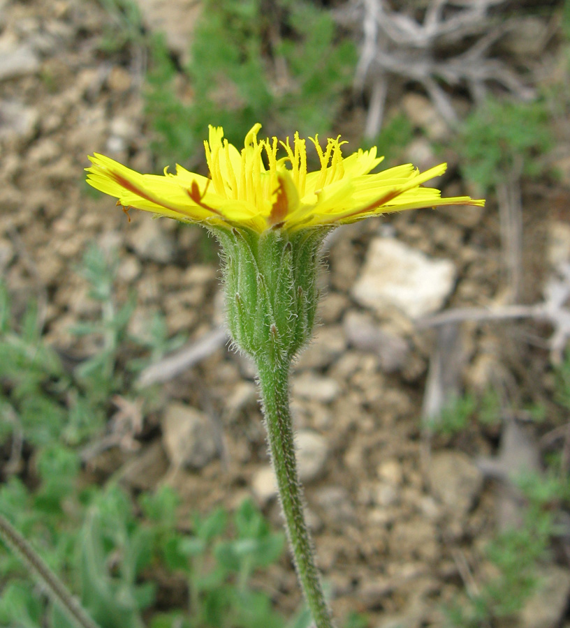 Изображение особи Leontodon biscutellifolius.