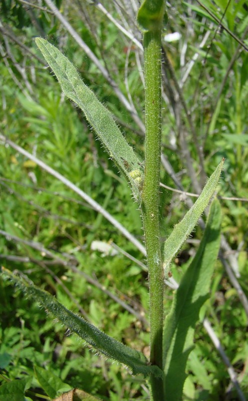 Image of Picris hieracioides specimen.