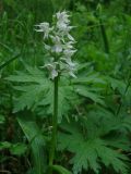 Dactylorhiza aristata