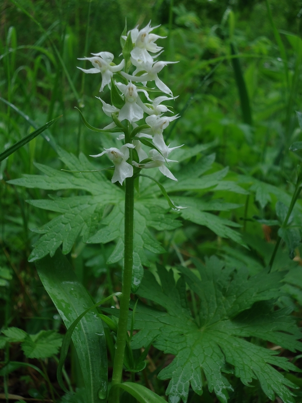 Image of Dactylorhiza aristata specimen.