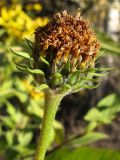 Helianthus tuberosus