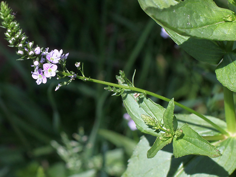 Image of Veronica anagallis-aquatica specimen.