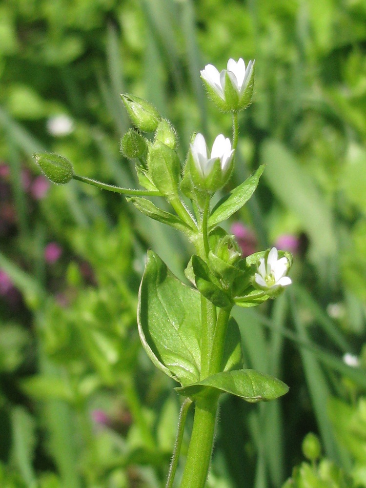 Image of Stellaria neglecta specimen.