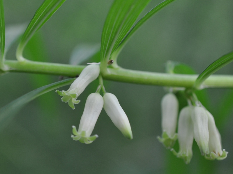 Image of Polygonatum stenophyllum specimen.