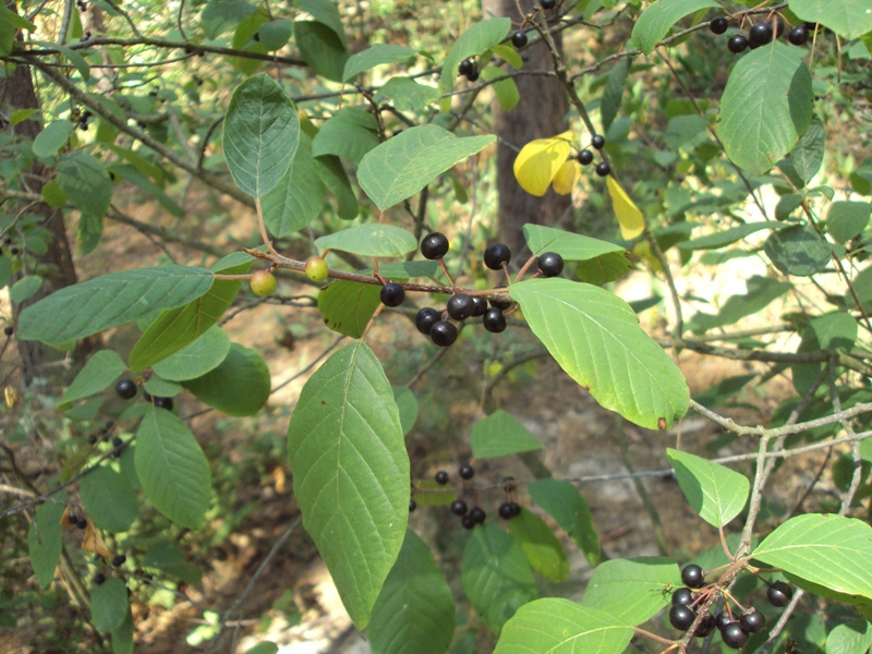 Image of Frangula alnus specimen.