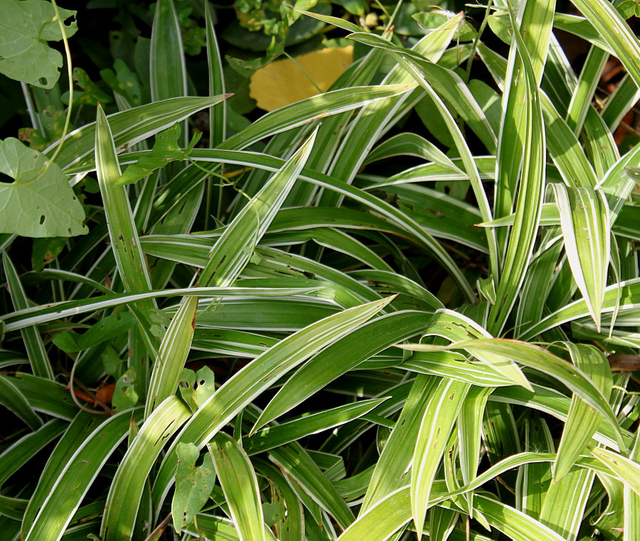 Image of Carex siderosticta specimen.