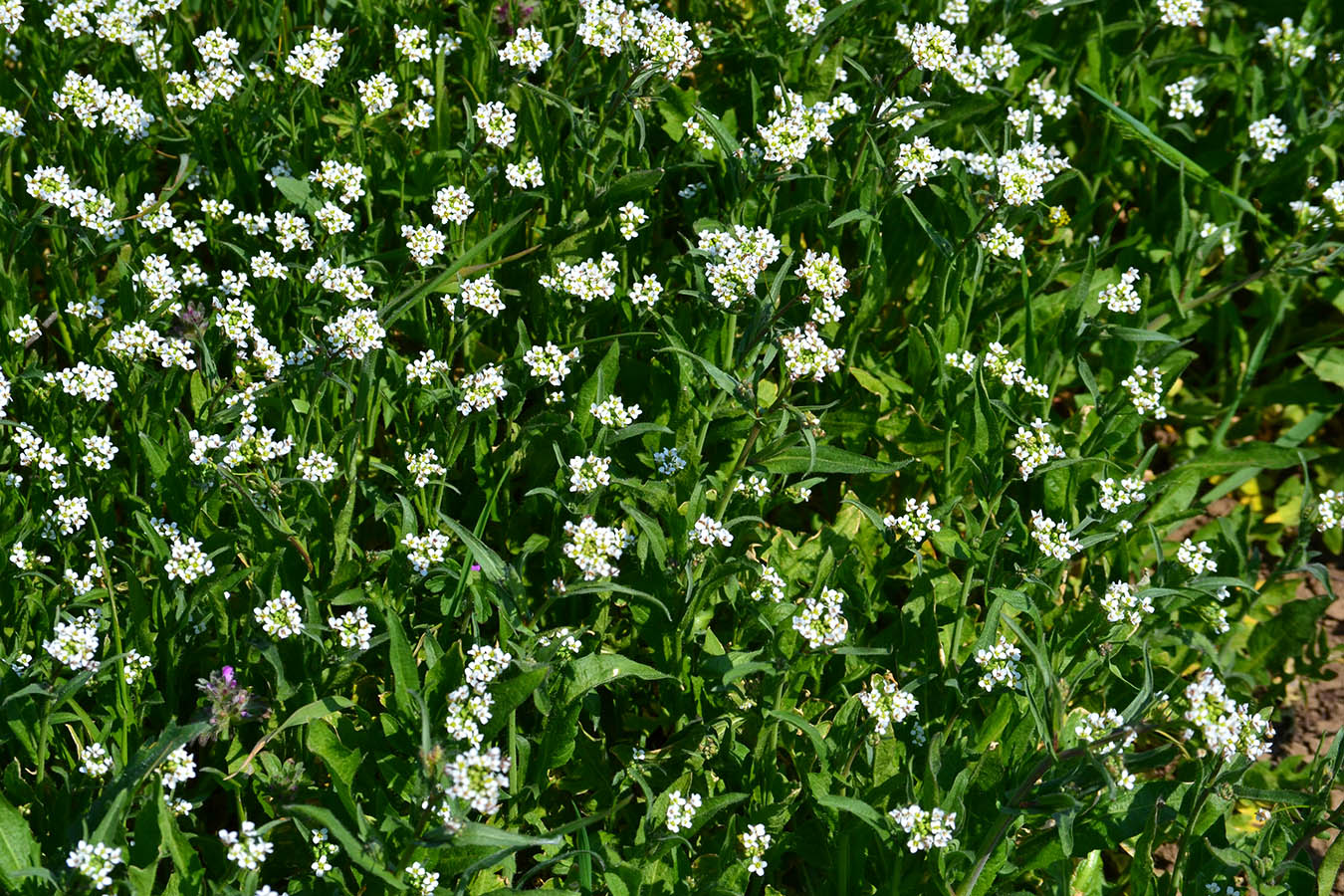 Изображение особи Calepina irregularis.