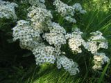 Spiraea trichocarpa