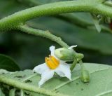 Solanum aethiopicum