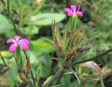 Dianthus armeria