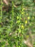 Rumex pulcher. Верхушка побега с незрелыми плодами. Южный Берег Крыма, пос. Отрадное, рядом с тропой возле виноградника. 20.05.2013.