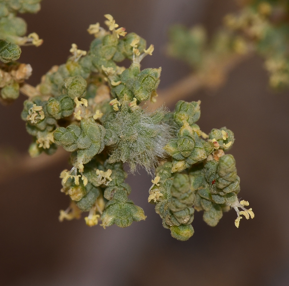 Изображение особи Salsola tetrandra.